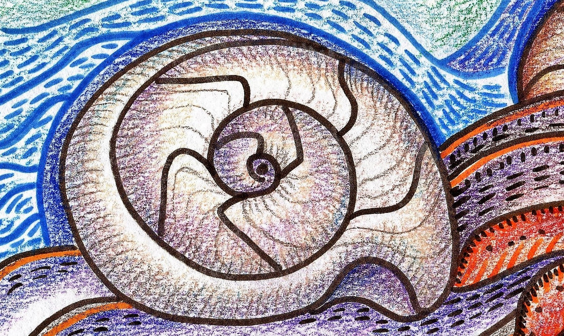 Moon Snails Spiral