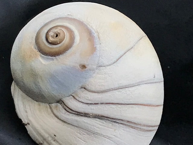 Starfish & Moon Snail round sterling silver pendant